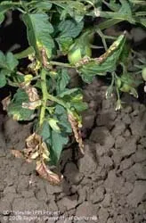 Verticillium wilt on tomato