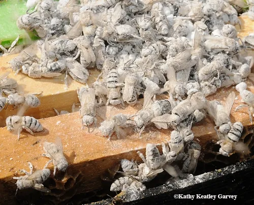 SNOW BEES? No, these bees are covered with powdered sugar to determine varroa mite infestation. Their sisters will quickly groom them. (Photo by Kathy Keatley Garvey)