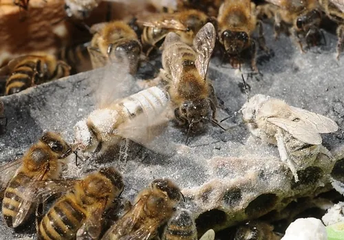 WORKER BEES remove powdered sugar from their sisters. (Photo by Kathy Keatley Garvey)