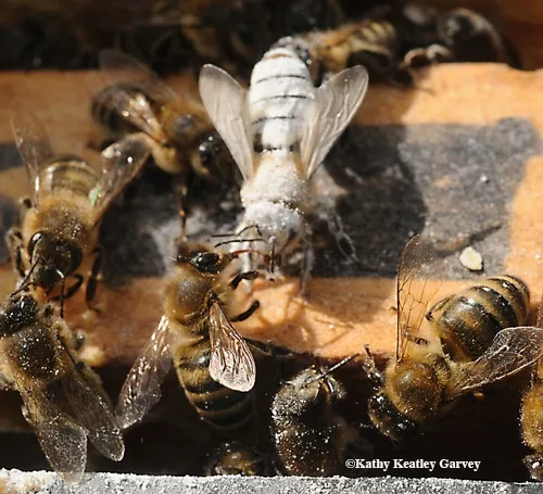 SUGAR-COVERED honey bee is groomed by her sister. Some beekeepers use a "sugar shake" to determine the level of mite infestation. (Photo by Kathy Keatley Garvey)
