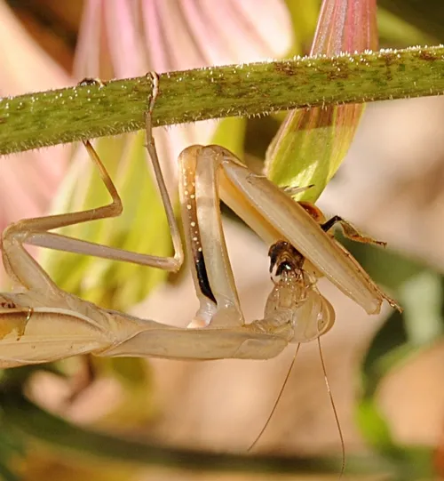 CLOSE-UP shot shows the praying mantis eating the honey bee. (Photo by Kathy Keatley Garvey)