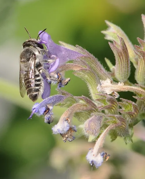 LEAFCUTTER BEE nectars from a catmint flower. (Photo by Kathy Keatley Garvey)