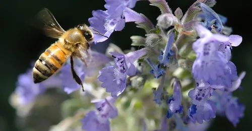 HONEY BEE heads for catmint (Nepeta). Catmint is one of the plants in the Häagen-Dazs Honey Bee Haven that attracts honey bees, native bees, butterflies and assorted other insects. (Photo by Kathy Keatley Garvey)