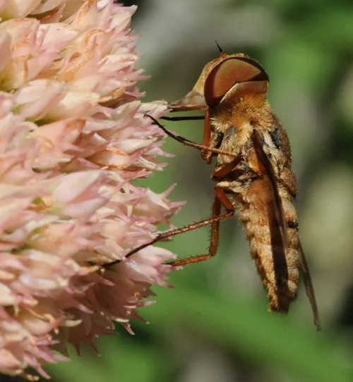 BEE FLY sips nectar from sedum. (Photo by Kathy Keatley Garvey)