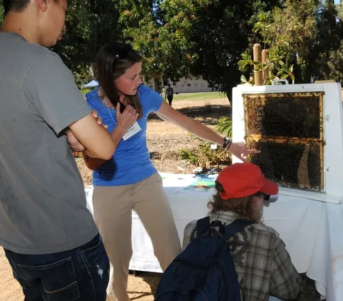 BEE VIRUS RESEARCHER Michelle Flenniken, the Häagen-Dazs postdoctoral scholar connected to UC Davis and UC San Francisco, shows a bee observation hive to visitors. (Photo by Kathy Keatley Garvey)