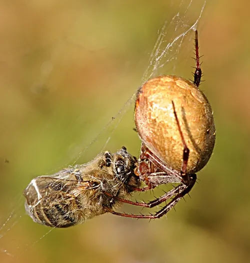 PREDATOR munches on its prey, a New World Carniolan bee, reared by UC Davis bee geneticist-breeder Susan Cobey, who also does research for Washington State University. (Photo by Kathy Keatley Garvey)