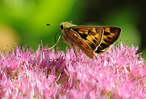 FIERY SKIPPER (Hylephila phyleus) in a jet-fighter position on sedum. (Photo by Kathy Keatley Garvey)