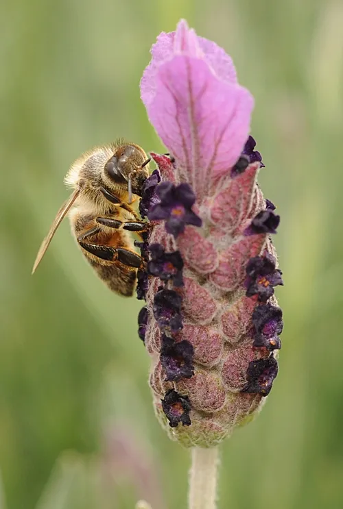 HONEY BEE nectaring lavender at the Mostly Natives Nursery, Tomales. (Photo by Kathy Keatley Garvey)