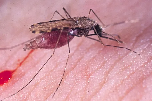 MALARIA MOSQUITO, Anopheles gambiae. (Photo by Anton Cornell, assistant professor of entomology at UC Davis)