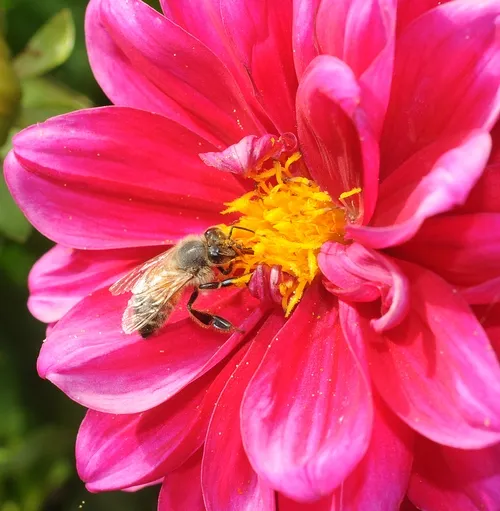 FORAGER--A honey bee forages on a zinnia, a colorful flower that's a member of the aster family. (Photo by Kathy Keatley Garvey)