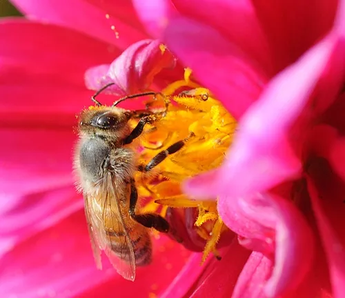 AT WORK--A honey bee nectaring a zinnia. (Photo by Kathy Keatley Garvey)