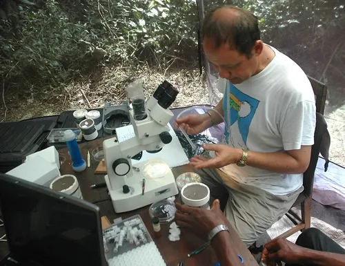 MOSQUITO RESEARCHER Anthony "Anton" Cornel of UC Davis collected and established the colony of Culex quinquefasciatus mosquitoes that was sequenced. Here he's shown working in a field tent identifying mosquitoes in Cameroon. (Photo by Kevin N'Gabo)