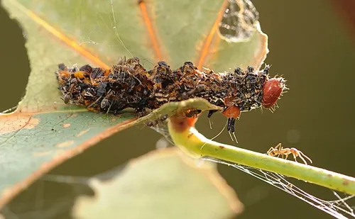 THIS redhumped caterpillar never made it to a redhumped caterpillar moth. A spider and an army of Argentine ants made sure of that. (Photo by Kathy Keatley Garvey)