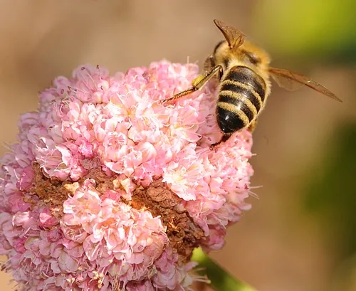 BOTTOMS UP--A honey bee working the red buckwheat. (Photo by Kathy Keatley Garvey)