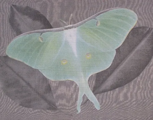 AMONG the art work displayed in the Marin Civic Center Auditorium and Exhibit Hall this weekend is "Disappearing Luna," by visual artist Carol Newborg.