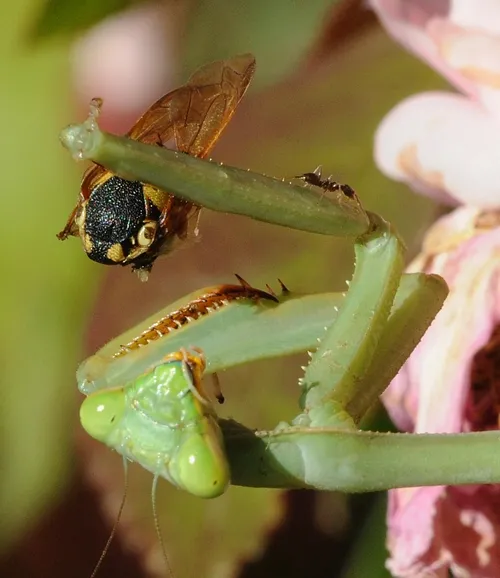 PRAYING MANTIS clutches a vespid wasp and prepares to eat it while a curious ant heads toward the feast. (Photo by Kathy Keatley Garvey)
