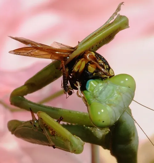 TWO PREDATORS--A praying mantis munches its prey, a vespid wasp. (Photo by Kathy Keatley Garvey)