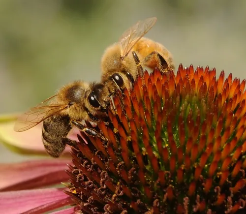 TOUCHING--An Italian bee (left) and a New World Carniolan brush against one another on a purple coneflower in the Haagen-Dazs Honey Been Haven at UC Davis. (Photo by Kathy Keatley Garvey)