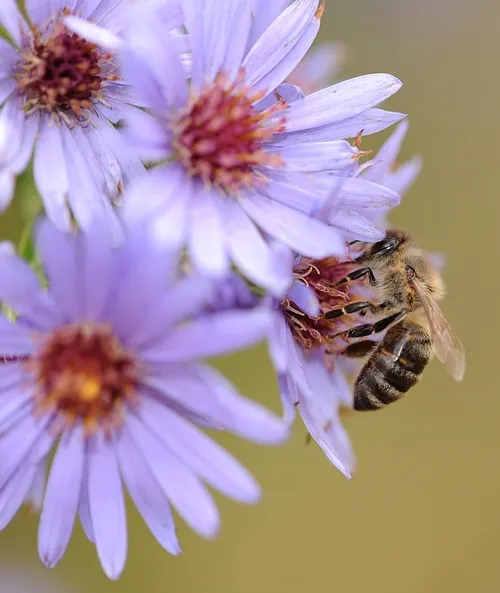 HONEY BEE nectars purple aster at the Harry H. Laidlaw Jr. Honey Bee Research Facility, UC Davis. (Photo by Kathy Keatley Garvey)