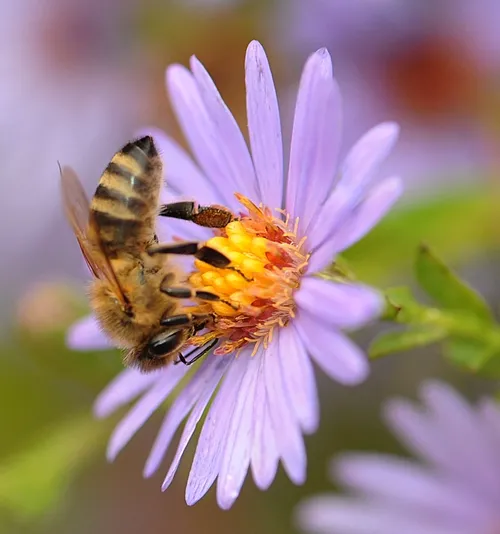 UPSIDE DOWN, a honey bee sips nectar from a purple aster. (Photo by Kathy Keatley Garvey)