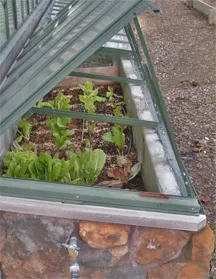 Cold frame lettuce