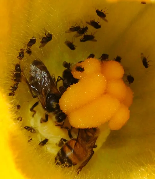 CLOSE-UP of "wonder flies" and honey bees on a squash blossom in Napa. (Photo by Kathy Keatley Garvey)