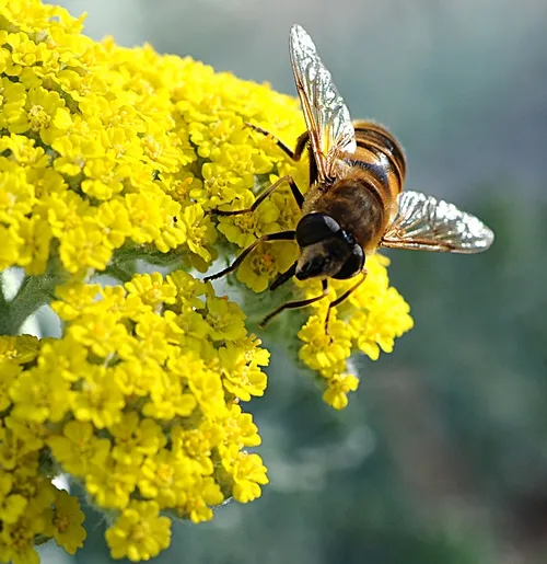 DRONE FLY (Eristalis tenax) crawls on yarrow. (Photo by Kathy Keatley Garvey)