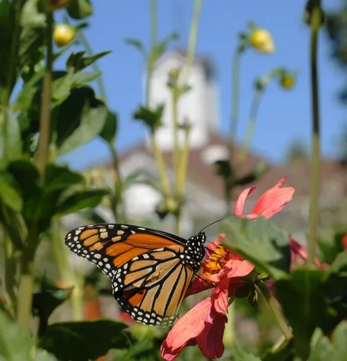 MONARCH BUTTERFLY in the Luther Burbank Gardens, Santa Rosa. One generation of monarch butterflies migrates 2000 miles between southern Canada and central Mexico, according to LiveScience senior writer Wynne Parry in her Nov. 4 post. (Photo by Kathy Keatley Garvey)