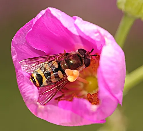 SIPPING NECTAR, this syrphid fly is in no hurry to leave the rock purslane blossom. (Photo by Kathy Keatley Garvey)