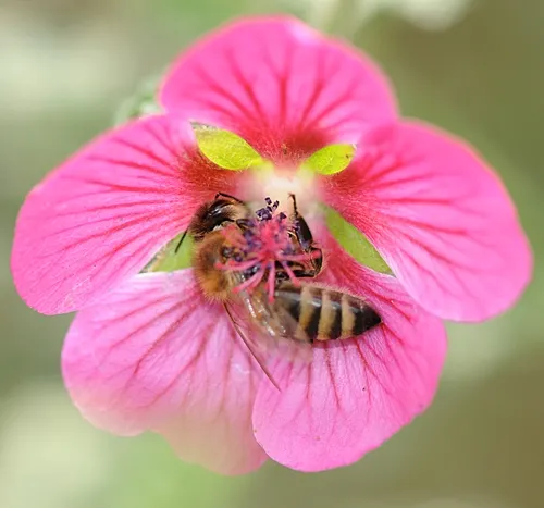ATTRACTION COMPLETE, a honey bee from the Harry H. Laidlaw Jr. Honey Bee Research Facility is captured wallowing in the mallow. (Photo by Kathy Keatley Garvey)