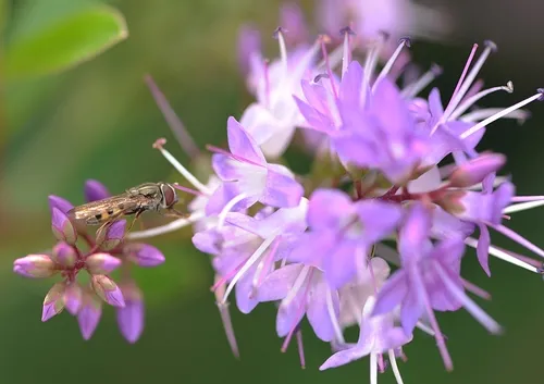 HOVER FLY heads for a blossom at the San Ysidro Ranch. (Photo by Kathy Keatley Garvey)
