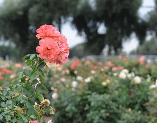 ROSE GARDEN--The All-America Rose Selections (AARS) Test Garden on Hopkins Road, UC Davis, features 30 new rose varieties--and insects have their pick. (Photo by Kathy Keatley Garvey)