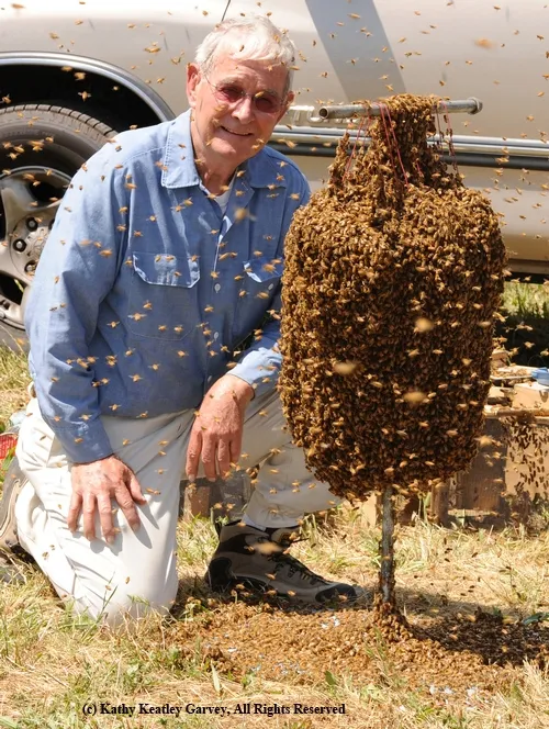'BEE MAN' Norman Gary with a cluster of bees. This photo was taken prior to a bee wrangling stunt for a television program earlier this year. (Photo by Kathy Keatley Garvey)