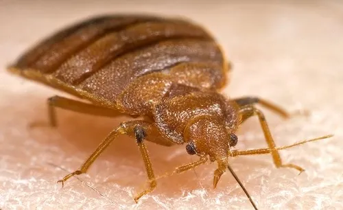 BEDBUG--"Bed bugs are small, flat insects that feed on the blood of sleeping people and animals," according to the Centers for Disease Control and Prevention (CDC). "They are reddish-brown in color, wingless, and range from 1 to 7 millimeters in length. They can live several months without a blood meal." (CDC Photo)