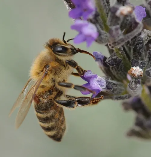VARROA MITE (see crablike reddish-brown parasite below wings) sucking blood from a worker bee as she nectars lavender. (Photo by Kathy Keatley Garvey)