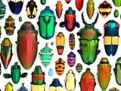 beetles