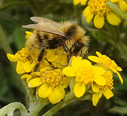 BOMBUS BIFARIUS, shown here at Bodega Bay, was one of three western species of bumble bees looked at in the Cameron study. Of the three, only B. occidentalis is in decline “and that one only in the western part of its range,” Robbin Thorp said. (Photo by Kathy Keatley Garvey)