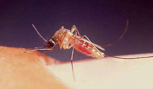 WEST NILE VIRUS--Infected Culex mosquitoes transmit the West Nile virus, which last year sickened 104 people in California, killing three. (Photo by Anthony Cornel)