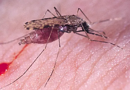 MALARIA MOSQUITO--Anopheles gambiae transmits malaria, which kills more than a million people a year, primarily in Africa. (Photo by Anthony Cornel, UC Davis)