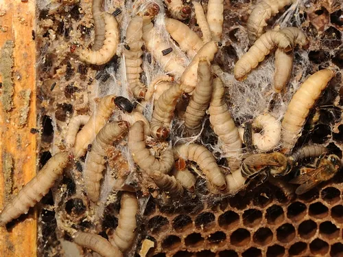 INFESTED BEE FRAME shows a small hive beetle and wax moth larvae. This is a frozen frame. (Photo by Kathy Keatley Garvey)