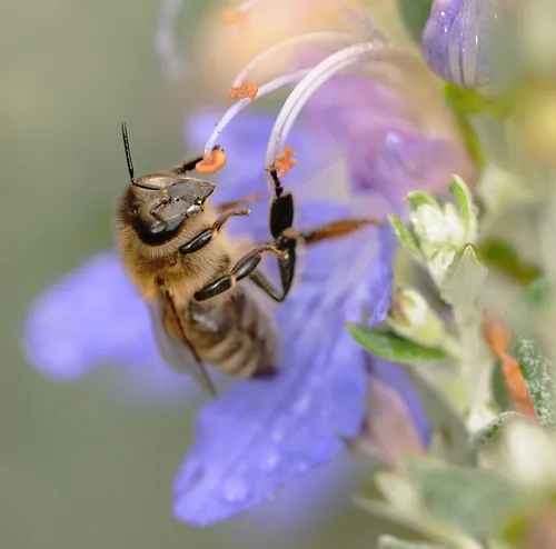 IN THE DEAD OF WINTER, a honey bee visits a bush germander (Teucrium fruticans azurelum) at the Haagen-Dazs Honey Bee Haven Garden at the Harry H. Laidlaw Jr. Honey Bee Research Facility, UC Davis. One of the questions asked at the Linnaean Games was "How many eyes does a honey bee have?" (Photo by Kathy Keatley Garvey)