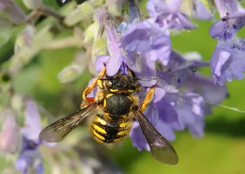 WOOL CARDER BEE sips nectar from catmint. (Photo by Kathy Keatley Garvey)