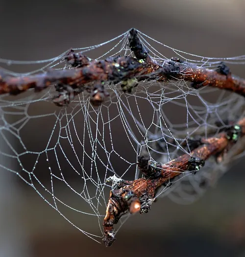 INTRICATE PATTERN of a spider web on nectarine branches. (Photo by Kathy Keatley Garvey)