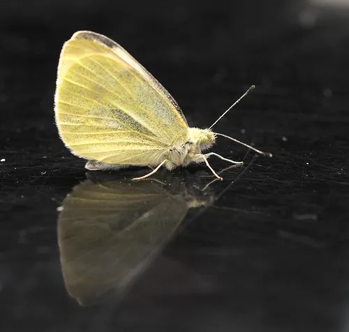 CABBAGE WHITE BUTTERFLY--the first of 2011 in the three-county area of Yolo, Solano and Sacramento. Art Shapiro found this one today (Jan. 31) in Suisun City, Solano County. (Photo by Kathy Keatley Garvey)
