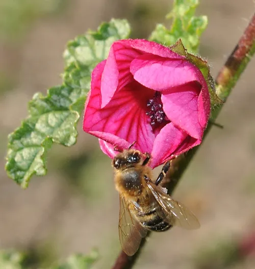 HONEY BEE could be our groundhog weather predictor here in California. If she exits the hive and visits the cape mallow in the Haagen-Dazs Honey Bee Haven at the Harry H. Laidlaw Jr. Honey Bee Research Facility at the University of California, Davis, spring will come early. (Photo by Kathy Keatley Garvey)