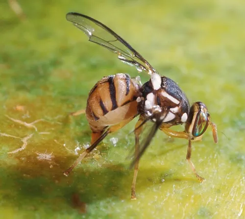 ORIENTAL FRUIT FLY (Bactrocera dorsalis) laying eggs; she's drilling her ovipositor into the skin of a papaya. (Photo by Scott Bauer, USDA/ARS)