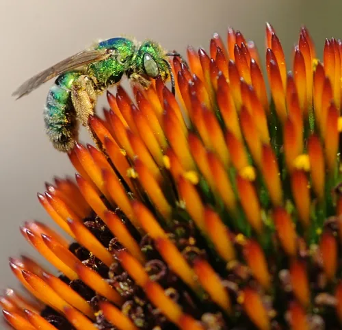 SUMMER VISIT--A metallic green sweat bee visits a purple coneflower at the Haagen-Dazs Honey Bee Haven. (Photo by Kathy Keatley Garvey)