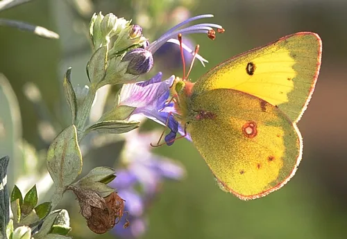 A MALE orange sulphur butterfly (Colias eurythme) nectars a bush germander on Feb. 7 at the Haagen-Dazs Honey Bee Haven, Harry H. Laidlaw Jr. Honey Bee Research Facility, UC Davis. (Photo by Kathy Keatley Garvey)