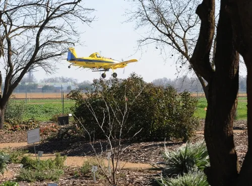 YELLOW AIRCRAFT and a yellow butterfly shared air space off Bee Biology Road on Feb. 7. This plane was practicing its takeoffs and landings at the University Airport. An apparent show of mimicry? (Photo by Kathy Keatley Garvey)
