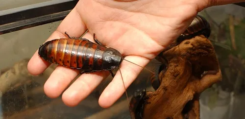 NAME CARS after insects? How about "The Hisser," the Madagascar Hissing Cockroach? This photo was taken in the Bohart Museum of Entomology at UC Davis where visitors love to hold them. (Photo by Kathy Keatley Garvey)